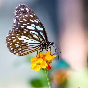 How to Attract Butterfy to the Garden