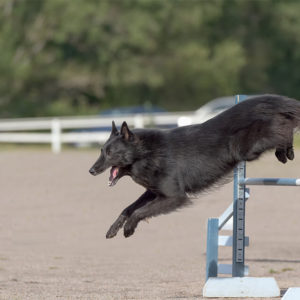 Show Dog Training Diploma
